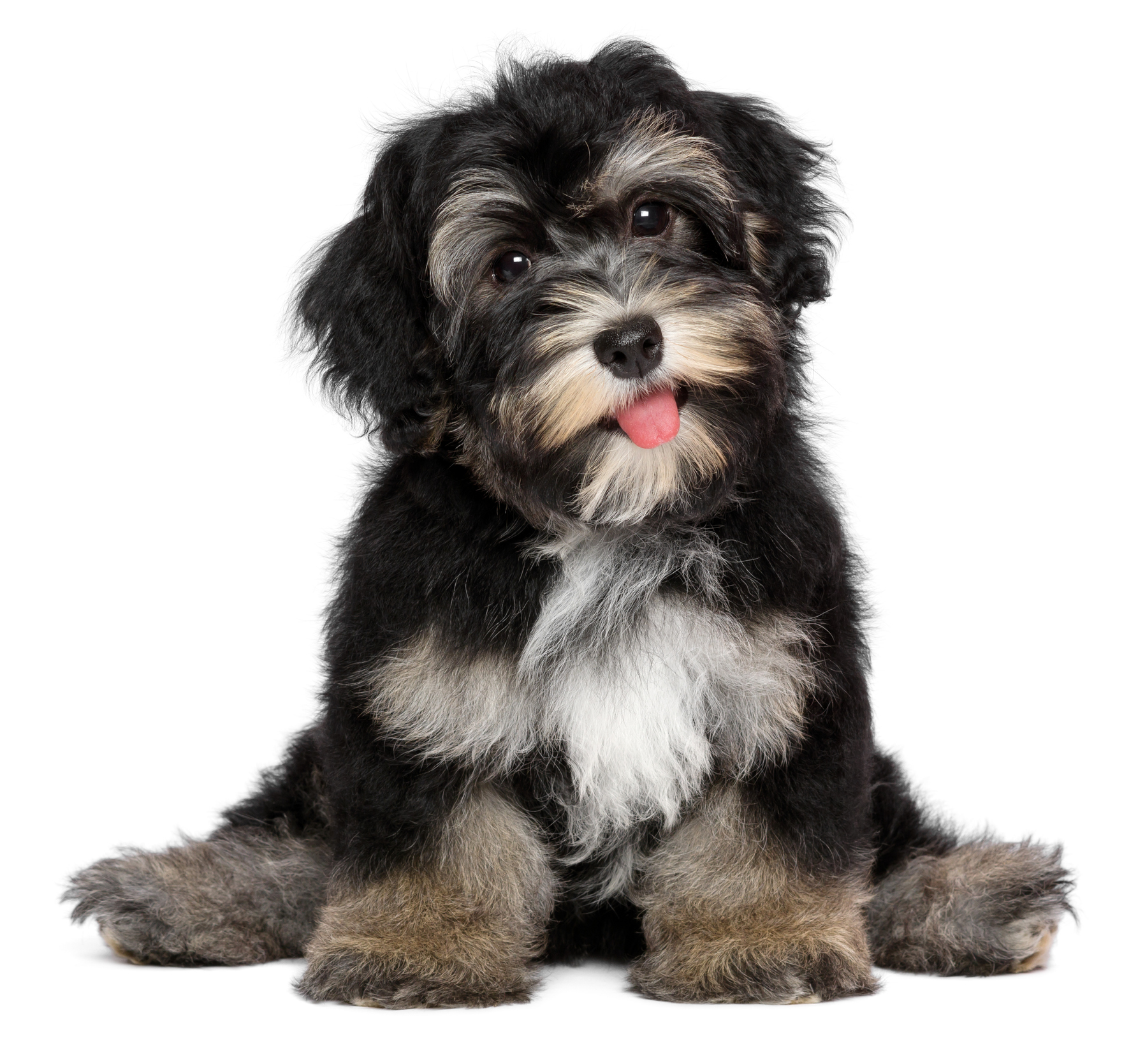 Havanese puppy