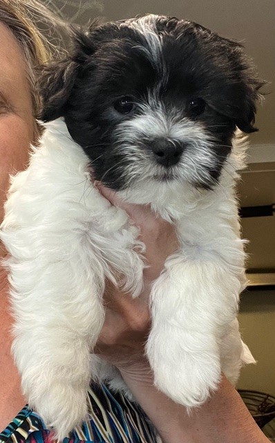 dog training for puppies