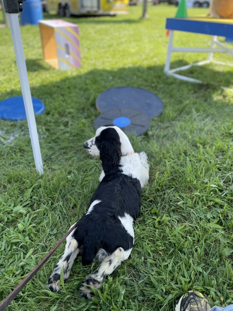 adolescent dog training