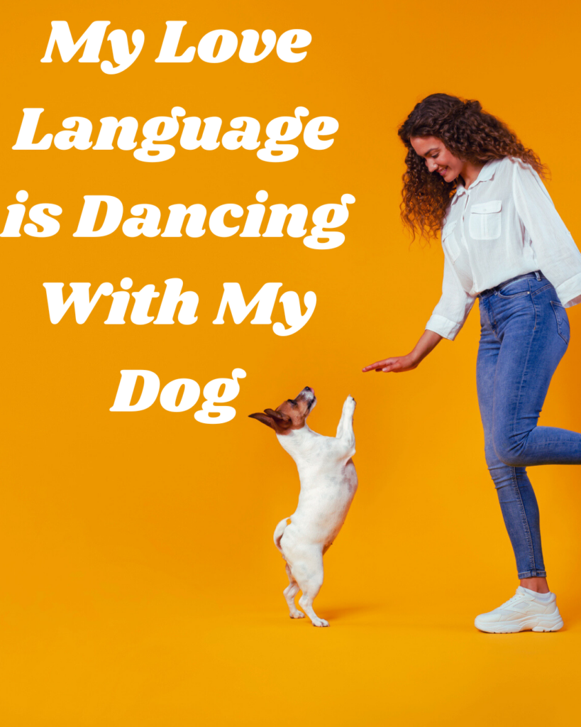 boutique Dog Daycare