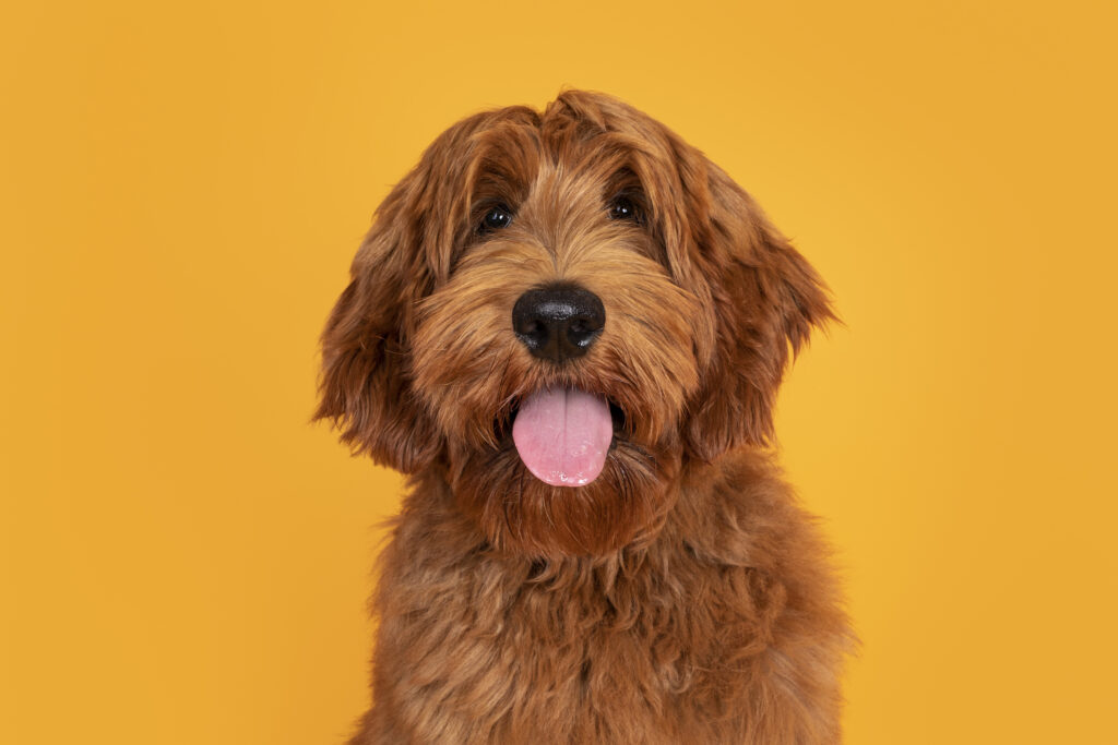 Small Breed labradoodle