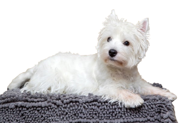 Companion Breeds, Toy Dogs,