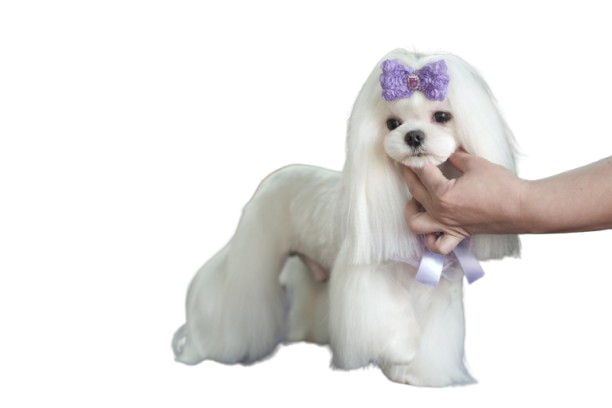 dog groomer st thomas. small dog grooming