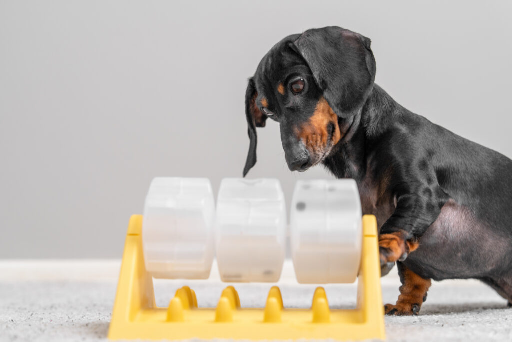 Dog Health - Mental Stimulation