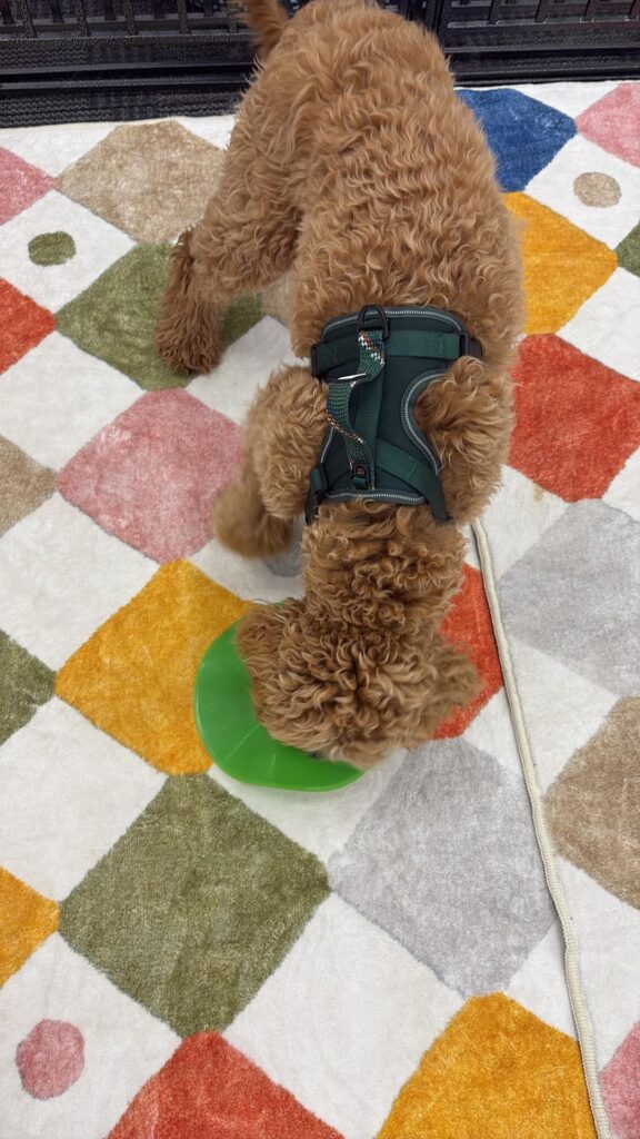 Small dog resting at Stay N Play