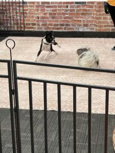 Stay N Play attendant working with a group of small dogs