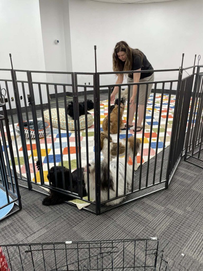 Small Dog Daycare, indoor daycare