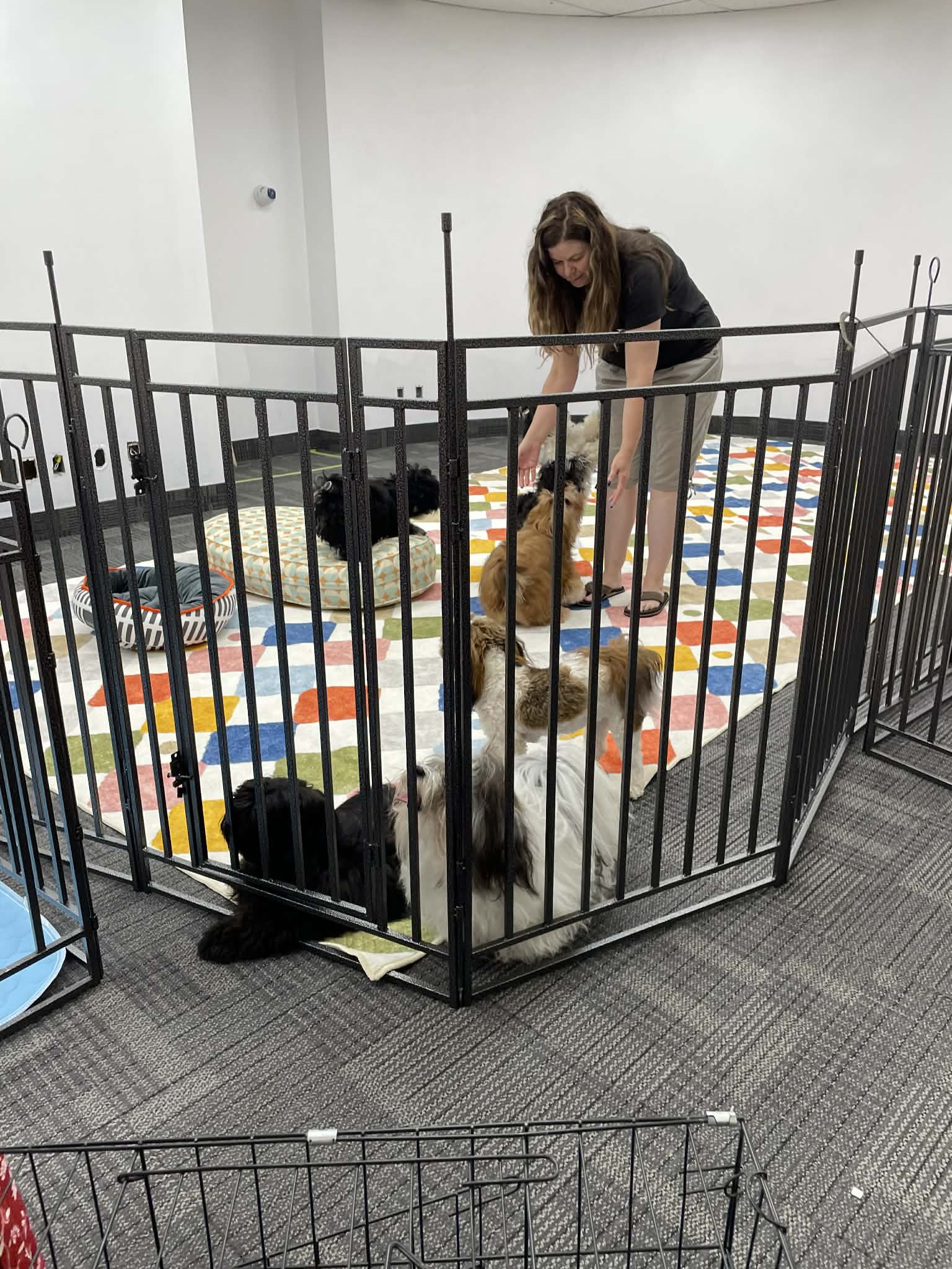 Stay N Play attendant supervising a small group of dogs