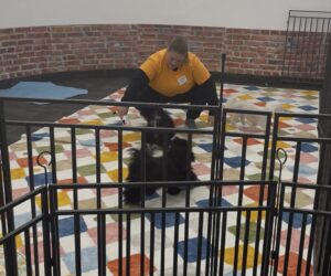 Small dog exploring enrichment at Stay N Play